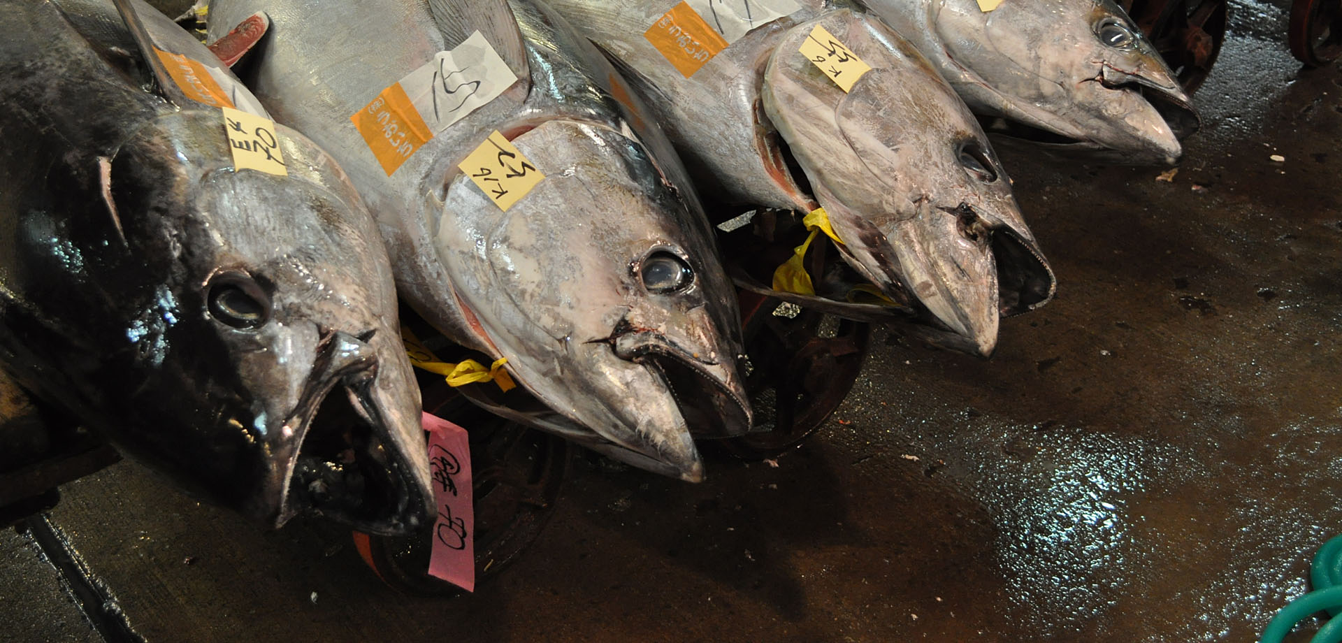 株式会社 稲三商店 大阪市中央卸売市場 本場 マグロ専門仲卸